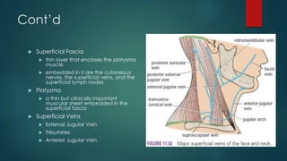 Cont’d


Superficial Fascia





thin layer that encloses the platysma
muscle
embedded in it are the cutaneous
nerves, the superficial veins, and the
superficial lymph nodes

Platysma




a thin but clinically important
muscular sheet embedded in the
superficial fascia

Superficial Veins


External Jugular Vein



Tributaries



Anterior Jugular Vein

 