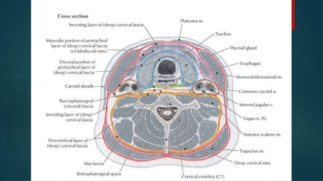 tracheostomy operating technique tracheostomy anatomy
