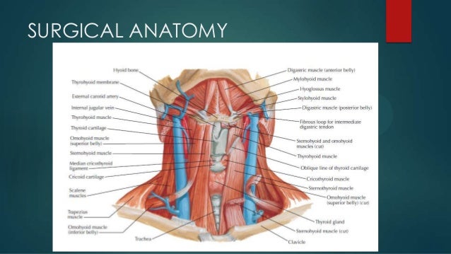 tracheostomy operating technique tracheostomy anatomy