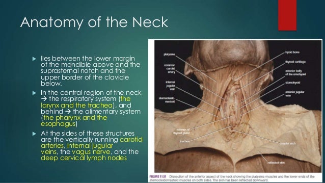 tracheostomy operating technique tracheostomy anatomy