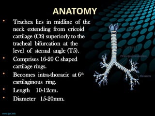 ANATOMY
• Trachea lies in midline of the
neck extending from cricoid
cartilage (C6) superiorly to the
tracheal bifurcation at the
level of sternal angle (T5).
• Comprises 16-20 C shaped
cartilage rings.
• Becomes intra-thoracic at 6th
cartilaginous ring.
• Length 10-12cm.
• Diameter 15-20mm.
 