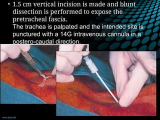 • 1.5 cm vertical incision is made and blunt
dissection is performed to expose the
pretracheal fascia.
The trachea is palpated and the intended site is
punctured with a 14G intravenous cannula in a
postero-caudal direction.
 