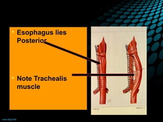  Esophagus lies
Posterior
 Note Trachealis
muscle
 