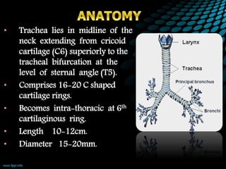 • Trachea lies in midline of the
neck extending from cricoid
cartilage (C6) superiorly to the
tracheal bifurcation at the
level of sternal angle (T5).
• Comprises 16-20 C shaped
cartilage rings.
• Becomes intra-thoracic at 6th
cartilaginous ring.
• Length 10-12cm.
• Diameter 15-20mm.
 