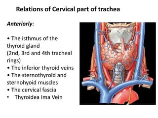 Relations of Cervical part of trachea
Anteriorly:
• The isthmus of the
thyroid gland
(2nd, 3rd and 4th tracheal
rings)
• The inferior thyroid veins
• The sternothyroid and
sternohyoid muscles
• The cervical fascia
• Thyroidea Ima Vein
 