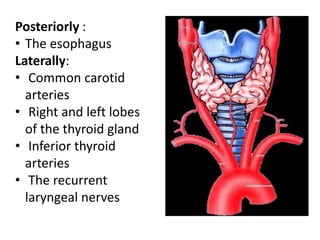 Posteriorly :
• The esophagus
Laterally:
• Common carotid
arteries
• Right and left lobes
of the thyroid gland
• Inferior thyroid
arteries
• The recurrent
laryngeal nerves
 