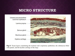 MICRO STRUCTURE
 