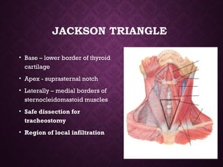 JACKSON TRIANGLE
• Base – lower border of thyroid
cartilage
• Apex - suprasternal notch
• Laterally – medial borders of
sternocleidomastoid muscles
• Safe dissection for
tracheostomy
• Region of local infiltration
 