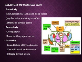RELATIONS OF CERVICAL PART
• Anteriorly
Skin, superficial fascia and deep fascia
Jugular veins and strap muscles
Isthmus of thyroid gland
• Posteriorly
Oesophagus
Recurrent laryngeal nerve
• Laterally
Paired lobes of thyroid gland.
Carotid sheath and contents.
Inferior thyroid artery
 