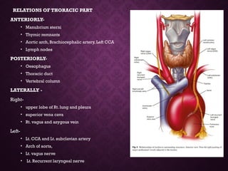 RELATIONS OF THORACIC PART
ANTERIORLY-
• Manubrium sterni
• Thymic remnants
• Aortic arch, Brachiocephalic artery, Left CCA
• Lymph nodes
POSTERIORLY-
• Oesophagus
• Thoracic duct
• Vertebral column
LATERALLY -
Right-
• upper lobe of Rt. lung and pleura
• superior vena cava
• Rt. vagus and azygous vein
Left-
• Lt. CCA and Lt. subclavian artery
• Arch of aorta,
• Lt. vagus nerve
• Lt. Recurrent laryngeal nerve
 