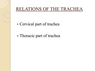 RELATIONS OF THE TRACHEA
 Cervical part of trachea
 Thoracic part of trachea
 
