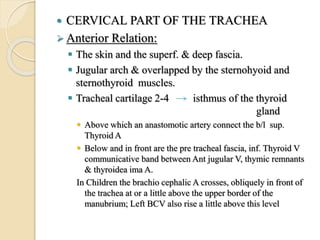  CERVICAL PART OF THE TRACHEA
 Anterior Relation:
 The skin and the superf. & deep fascia.
 Jugular arch & overlapped by the sternohyoid and
sternothyroid muscles.
 Tracheal cartilage 2-4 isthmus of the thyroid
gland
 Above which an anastomotic artery connect the b/l sup.
Thyroid A
 Below and in front are the pre tracheal fascia, inf. Thyroid V
communicative band between Ant jugular V, thymic remnants
& thyroidea ima A.
In Children the brachio cephalic A crosses, obliquely in front of
the trachea at or a little above the upper border of the
manubrium; Left BCV also rise a little above this level
 
