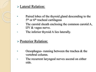  Lateral Relation:
• Paired lobes of the thyroid gland descending to the
5th or 6th tracheal cartilageas
• The carotid sheath enclosing the common carotid A,
IJV & vagus nerve.
• The inferior thyroid A lies laterally.
 Posterior Relation:
• Oesophagus- running between the trachea & the
vertebral column.
• The recurrent laryngeal nerves ascend on either
side.
 