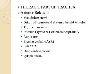  THORACIC PART OF TRACHEA
 Anterior Relation:
 Manubrium sterni
 Origin of sternohyoid & sternothyroid Muscles
 Thymic remnants.
 Inferior Thyroid & Left brachiocephalic V
 Aortic arch
 Brachio cephalic A (R)
 Left CCA
 Deep cardiac plexus
 Lymph nodes.
 