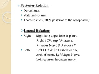  Posterior Relation:
 Oesophagus
 Vertebral column
 Thoracic duct (left & posterior to the oesophagus)
Lateral Relation:
 Right - Right lung upper lobe & pleura
Right BCV, Sup. Venacava,
Rt Vagus Nerve & Azygous V.
 Left- Left CCA & Left subclavian A,
Arch of Aorta, Left Vagus Nerve,
Left recurrent laryngeal nerve
 