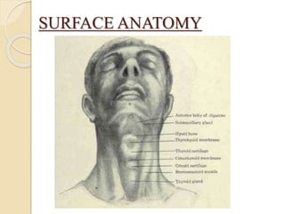 SURFACE ANATOMY
 