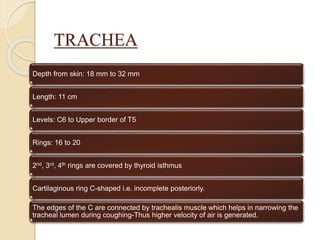 TRACHEA
Depth from skin: 18 mm to 32 mm
Length: 11 cm
Levels: C6 to Upper border of T5
Rings: 16 to 20
2nd, 3rd, 4th rings are covered by thyroid isthmus
Cartilaginous ring C-shaped i.e. incomplete posteriorly.
The edges of the C are connected by trachealis muscle which helps in narrowing the
tracheal lumen during coughing-Thus higher velocity of air is generated.
 