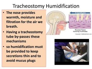 • The nose provides
warmth, moisture and
filtration for the air we
breath.
• Having a tracheostomy
tube by-passes these
mechanisms
• so humidification must
be provided to keep
secretions thin and to
avoid mucus plugs
Tracheostomy Humidification
 