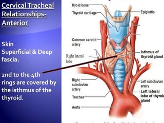 Surgical techniqueSurgical technique
 