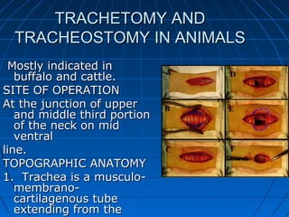 TRACHETOMY AND
  TRACHEOSTOMY IN ANIMALS
 Mostly indicated in
   buffalo and cattle.
SITE OF OPERATION
At the junction of upper
   and middle third portion
   of the neck on mid
   ventral
line.
TOPOGRAPHIC ANATOMY
1. Trachea is a musculo-
   membrano-
   cartilagenous tube
   extending from the
 