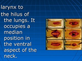 larynx to
the hilus of
  the lungs. It
  occupies a
  median
  position in
  the ventral
  aspect of the
  neck.
 