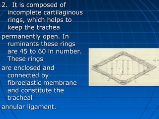 2. It is composed of
  incomplete cartilaginous
  rings, which helps to
  keep the trachea
permanently open. In
  ruminants these rings
  are 45 to 60 in number.
  These rings
are enclosed and
  connected by
  fibroelastic membrane
  and constitute the
  tracheal
annular ligament.
 