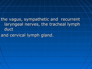 the vagus, sympathetic and recurrent
  laryngeal nerves, the tracheal lymph
  duct
and cervical lymph gland.
 