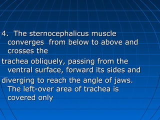 4. The sternocephalicus muscle
  converges from below to above and
  crosses the
trachea obliquely, passing from the
  ventral surface, forward its sides and
diverging to reach the angle of jaws.
  The left-over area of trachea is
  covered only
 