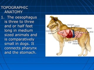 TOPOGRAPHIC
  ANATOMY
1. The oesophagus
  is three to three
  and or half feet
  long in medium
  sized animals and
  is comparatively
  small in dogs. It
  connects pharynx
  and the stomach.
 