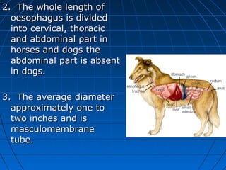 2. The whole length of
  oesophagus is divided
  into cervical, thoracic
  and abdominal part in
  horses and dogs the
  abdominal part is absent
  in dogs.

3. The average diameter
  approximately one to
  two inches and is
  masculomembrane
  tube.
 