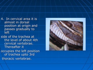 4. In cervical area it is
   almost in dorsal
   position at origin and
   passes gradually to
   left
side of the trachea at
   the level of about 4th
   cervical vertebrae.
   Thereafter it
occupies the left position
   of trachea upto 3rd
 thoracic vertebrae.
 