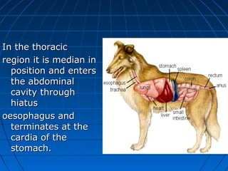 In the thoracic
region it is median in
  position and enters
  the abdominal
  cavity through
  hiatus
oesophagus and
  terminates at the
  cardia of the
  stomach.
 