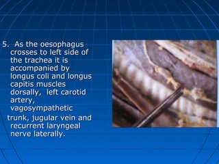5. As the oesophagus
  crosses to left side of
  the trachea it is
  accompanied by
  longus coli and longus
  capitis muscles
  dorsally, left carotid
  artery,
  vagosympathetic
 trunk, jugular vein and
  recurrent laryngeal
  nerve laterally.
 