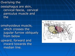 Overlying the
oesophagus are skin,
  cervical fascia, cervical
  paniculus muscle and
  the

omohyoideus muscle,
  which crosses the
  jugular furrow obliquely
  from below
upward, forward and
  inward towards the
  median line.
 