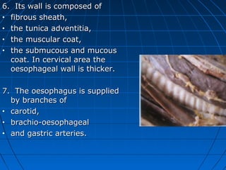 6. Its wall is composed of
• fibrous sheath,

• the tunica adventitia,

• the muscular coat,

• the submucous and mucous

  coat. In cervical area the
  oesophageal wall is thicker.

7. The oesophagus is supplied
  by branches of
• carotid,

• brachio-oesophageal

• and gastric arteries.
 