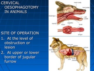 CERVICAL
 OESOPHAGOTOMY
 IN ANIMALS




SITE OF OPERATION
1. At the level of
  obstruction or
  lesion
2. At upper or lower
  border of jugular
  furrow
 