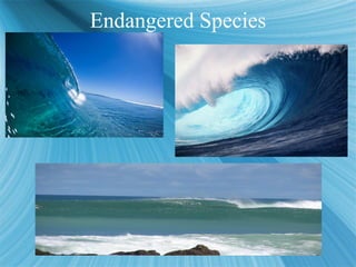 Endangered Species
Endangered Species
 