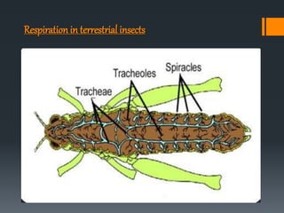 Respiration in terrestrial insects
 