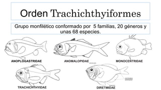 Orden Trachichthyiformes
ANOPLOGASTRIDAE ANOMALOPIDAE
Grupo monfilético conformado por 5 familias, 20 géneros y
unas 68 especies.
MONOCENTRIDAE
TRACHICHTHYIDAE DIRETMIDAE
 