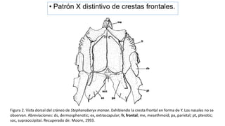 Figura 2. Vista dorsal del cráneo de Stephanoberyx monae. Exhibiendo la cresta frontal en forma de Y. Los nasales no se
observan. Abreviaciones: ds, dermosphenotic; ex, extrascapular; fr, frontal; me, mesethmoid; pa, parietal; pt, pterotic;
soc, supraoccipital. Recuperado de: Moore, 1993.
• Patrón X distintivo de crestas frontales.
 