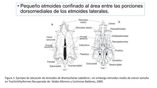 • Pequeño etmoides confinado al área entre las porciones
dorsomediales de los etmoides laterales.
Figura 3. Ejemplo de ubicación de etmoides de Bramocharax caballeroi ; sin embargo etmoides medio de menor tamaño
en Trachichthyiformes Recuperado de: Valdez-Moreno y Contreras-Balderas, 2009.
 