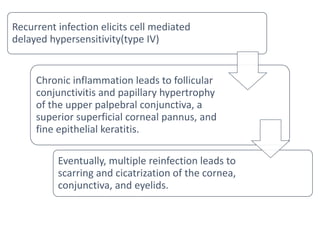 Recurrent infection elicits cell mediated
delayed hypersensitivity(type IV)
Chronic inflammation leads to follicular
conjunctivitis and papillary hypertrophy
of the upper palpebral conjunctiva, a
superior superficial corneal pannus, and
fine epithelial keratitis.
Eventually, multiple reinfection leads to
scarring and cicatrization of the cornea,
conjunctiva, and eyelids.
 