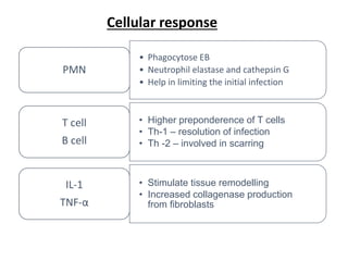Cellular response
• Phagocytose EB
• Neutrophil elastase and cathepsin G
• Help in limiting the initial infection
PMN
• Higher preponderence of T cells
• Th-1 – resolution of infection
• Th -2 – involved in scarring
T cell
B cell
• Stimulate tissue remodelling
• Increased collagenase production
from fibroblasts
IL-1
TNF-α
 