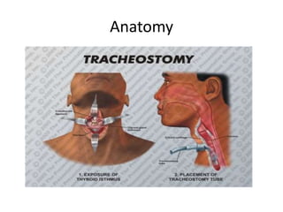 Anatomy
 