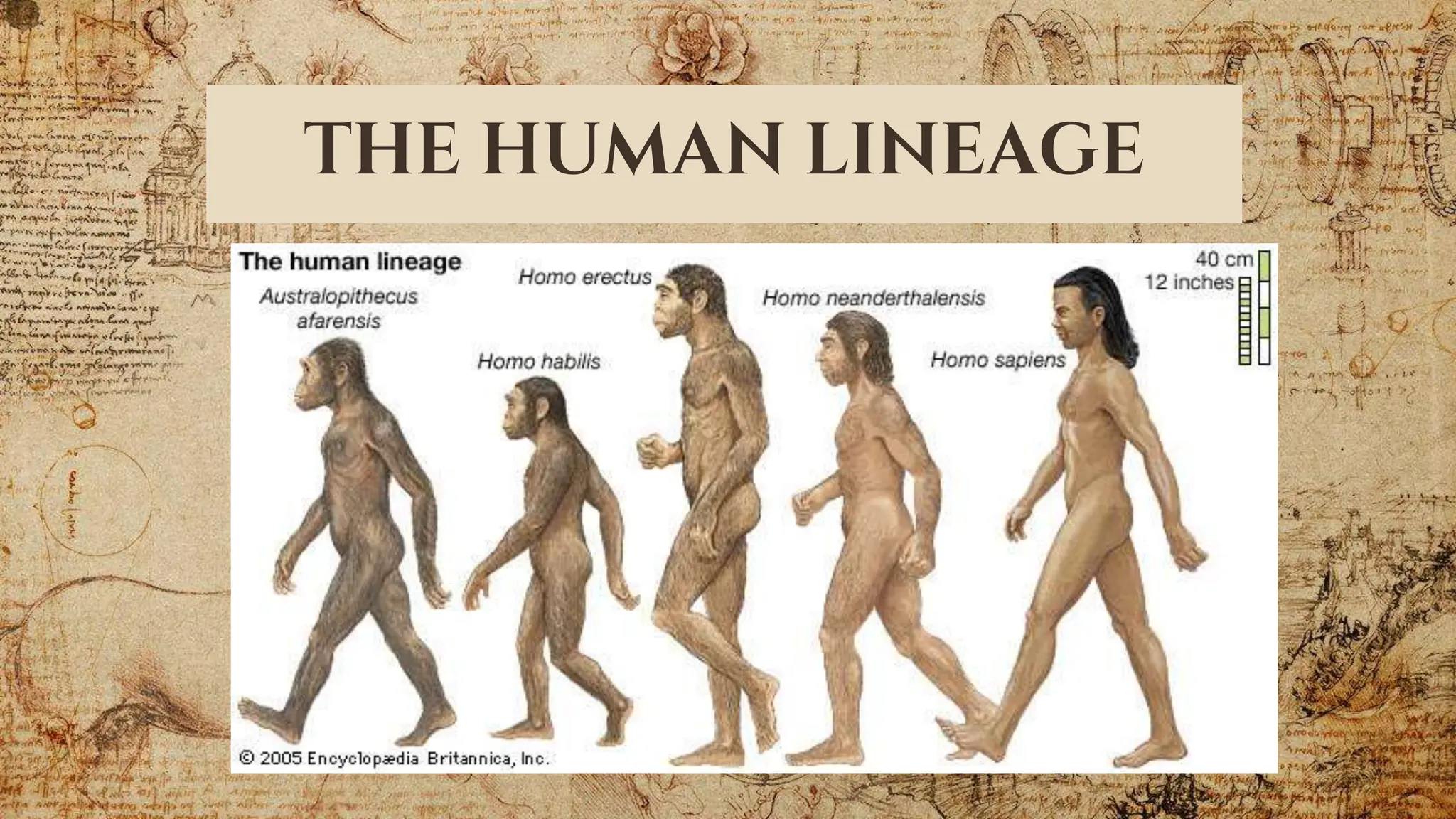 Modren Human Tracing the Bioculural and Evolution of Early to Modern Humans.pptx