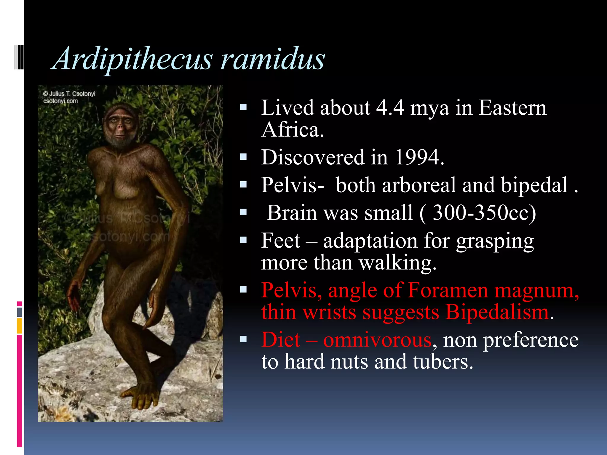 Tracing the human evolution | PPTX