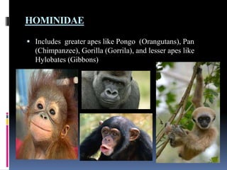 Tracing the human evolution | PPTX