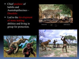 Tracing the human evolution | PPTX