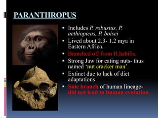 Tracing the human evolution | PPTX
