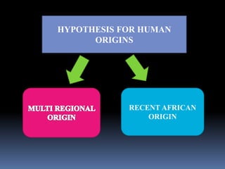 Tracing the human evolution | PPTX